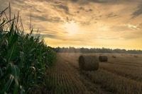 В Минсельхозе хотят нарастить производство отечественных гибридов кукурузы
