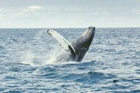 В России хотят запретить добычу китообразных