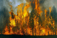 Три гектара леса горят в нацпарке «Хвалынский»