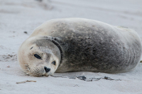 В Минприроды объяснили массовую гибель тюленей в Каспийском море