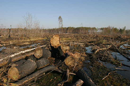Бизнесу хотят дать три года на восстановление вырубленного леса  