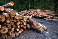 Госдума приняла в первом чтении проект о биржевой торговле древесиной