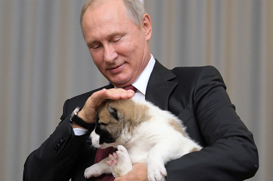 Путин поручил подготовить поправки об учёте домашних животных и мониторинге бродячих