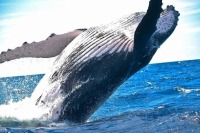 В Госдуму внесен законопроект, запрещающий вылов китов и дельфинов