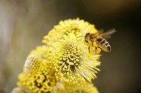 Комитет Совфеда поддержал льготы для пчеловодов-любителей
