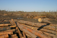 Вывозить из России древесину и лесоматериалы станет сложнее