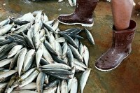 Рыбакам-прибрежникам хотят разрешить первичную обработку улова на борту