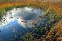 Разведку и добычу полезных ископаемых на болотах предлагают упростить