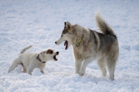 Зоозащитники объяснили, почему в России не удаётся прекратить проведение собачьих боёв
