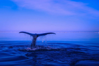 В России хотят с 2022 года запретить вывоз китов