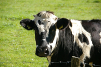 Производителям сухого молока компенсируют 25% затрат на обновление техники
