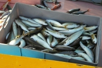 Рыбакам хотят разрешить первичную обработку улова на борту