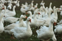 В Китае произошла новая вспышка птичьего гриппа