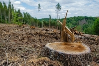 Бизнес должен будет восстановить лес за три года