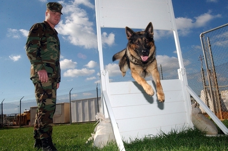 В Госдуму внесен проект об использовании служебных собак для безопасности на транспорте