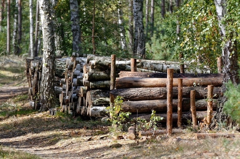 Правила строительства в лесах станут более чёткими