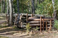 Правила строительства в лесах станут более чёткими