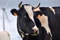 Коров в личных хозяйствах хотят пересчитать