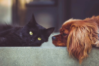 В Госдуму внесли проект о допустимом количестве домашних животных в квартире