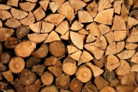 Квоты на экспорт древесины хвойных пород отменят с 2022 года