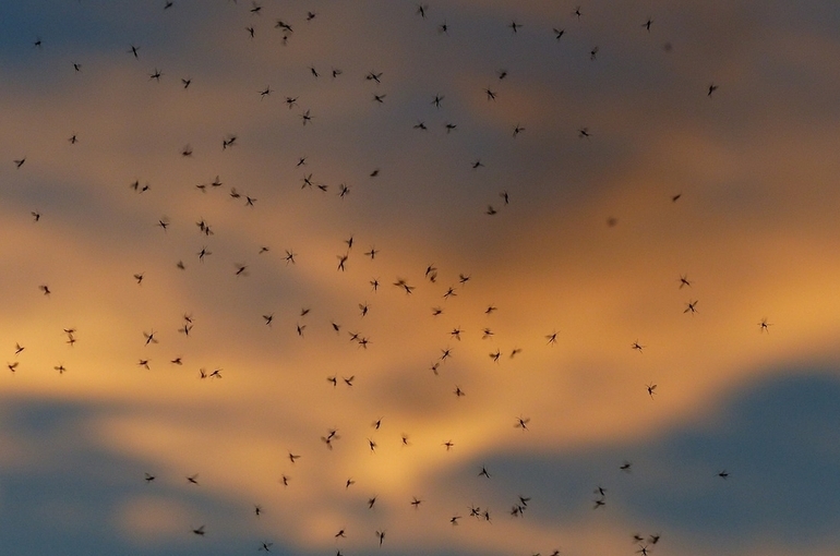 Токсиколог предупредил об опасности средств против комаров