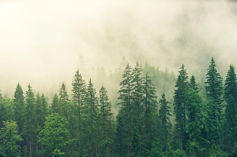 Срок восстановления леса после вырубки продлят до трёх лет