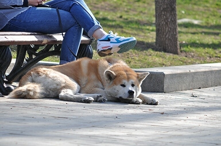 Регионы могут получить возможность устанавливать правила выгула собак