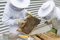 Пчёл защитят от болезней и отравлений