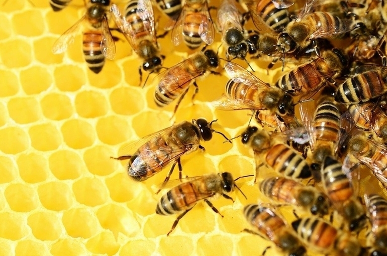 Производство мёда в России может вырасти в два раза