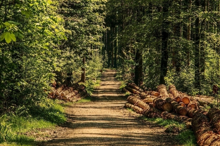 В России ввели новую форму мониторинга за состоянием лесов