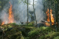 В Тольятти вспыхнул природный пожар на площади 30 га