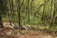 Незаконные свалки в лесу предложили убирать за счёт федеральных средств