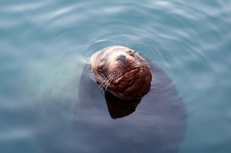 На Камчатке запретили курить и громко разговаривать на лежбищах тюленей