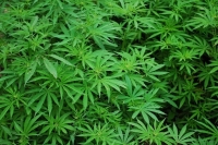 Рада в приоритетном порядке рассмотрит проект о частичной легализации марихуаны