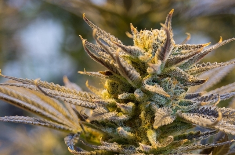 Верховная Рада отклонила законопроект о легализации марихуаны