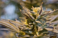 Верховная Рада отклонила законопроект о легализации марихуаны