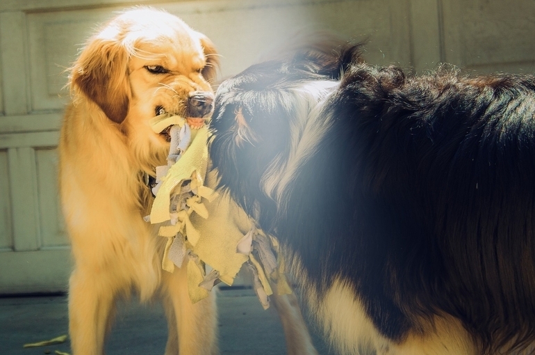 США временно запретили ввозить собак из России