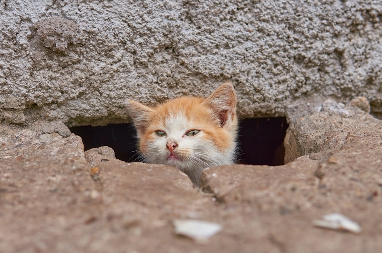 За  выброшенных на улицу кошек и собак предлагают наказывать рублём