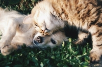 В Кировской области начали вакцинацию от коронавируса собак и кошек
