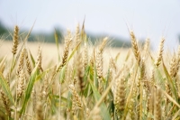 Правительство  ужесточило требования к хранителям зерна госфонда