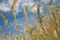 В Подмосковье начали собирать урожай пшеницы и рапса