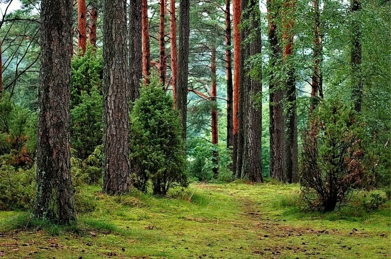 Полномочия по охране лесов в некоторых регионах хотят передать на федеральный уровень