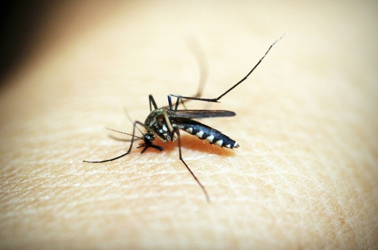 Аллерголог объяснил, когда укусы насекомых могут серьезно навредить здоровью