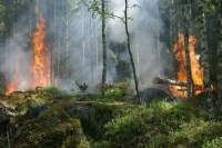 В некоторых регионах России введен режим ЧС из-за пожаров