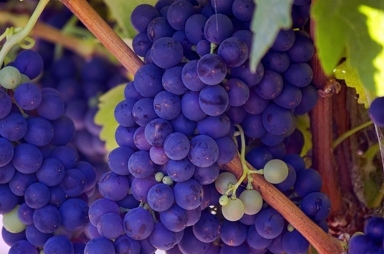 В России до октября может появиться категория земель «под виноградарство»