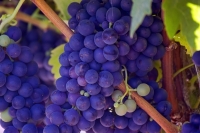 В России до октября может появиться категория земель «под виноградарство»