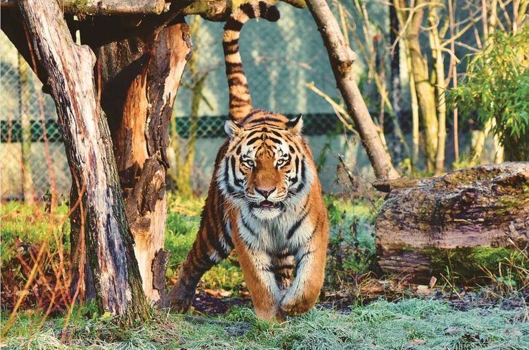 Сколько тигров живёт в России 