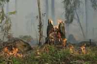 В АТОР рассказали о ситуации с лесными пожарами на турецких курортах 