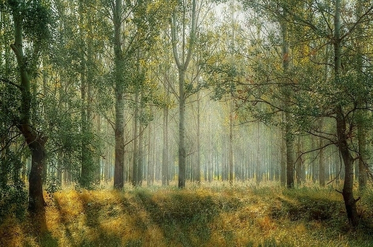 В России предложили штрафовать арендодателей техники для чёрных лесорубов