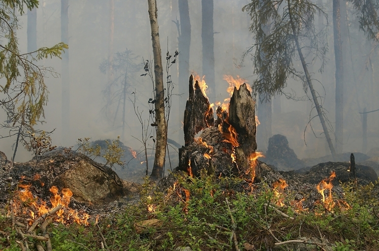 Россия направит в Турцию сводную авиагруппировку для тушения лесных пожаров